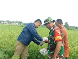 Sinergi Babinsa dan Dinas Pertanian Jatim Kendalikan Hama Tikus di Sawah Situbondo