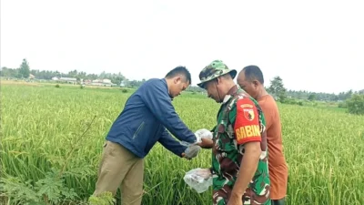 Sinergi Babinsa dan Dinas Pertanian Jatim Kendalikan Hama Tikus di Sawah Situbondo