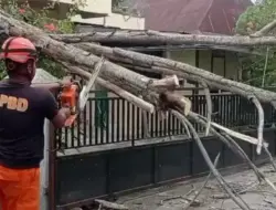 Diterjang Angin Kencang, Kota Padang Dilanda Pohon Tumbang dan Kebakaran Lahan