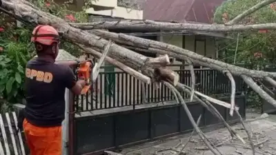 Diterjang Angin Kencang, Kota Padang Dilanda Pohon Tumbang dan Kebakaran Lahan