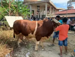 Antusias Warga Menunggu Daging Sapi 1 Ton Kurban Perdana Presiden RI di Pasaman Barat