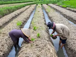Tak Perlu Bajak, Produksi Naik: Inovasi Sawah Pokok Murah dari Sumbar
