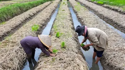 Tak Perlu Bajak, Produksi Naik: Inovasi Sawah Pokok Murah dari Sumbar