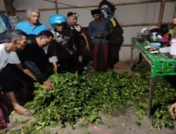 Sindikat Pencuri Cabai di Situbondo Terbongkar, Petani Rugi Besar dan Tanaman Rusak