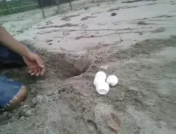 Kesadaran Warga Naik, Penyu Langka Kembali ke Pesisir Selatan