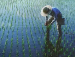 Petani Ternyata Singkatan? Ini Kepanjangan dan Sejarahnya!