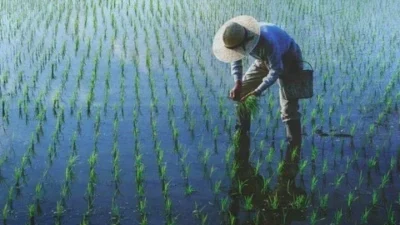 Petani Ternyata Singkatan? Ini Kepanjangan dan Sejarahnya!