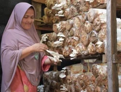 Emak-Emak Baringin Sukses Budidaya Jamur Tiram, Didukung PT Semen Padang