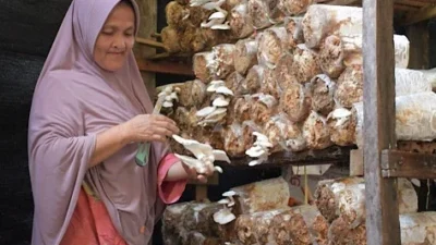 Emak-Emak Baringin Sukses Budidaya Jamur Tiram, Didukung PT Semen Padang