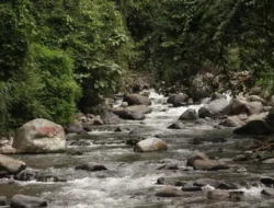 Misteri Emas Sungai Sumbar: Warisan Geologi Jutaan Tahun