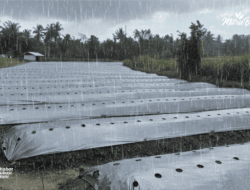 10 Kesalahan Fatal Budidaya Cabai di Musim Hujan, Petani Wajib Tahu!