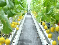 Tak Perlu ke Sawah! Pertamina Sukses Bawa Anak Muda Padang Bertani di Teras Rumah