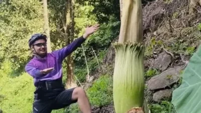 Pesona Sarasah Paraman Talang dan Keunikan Bunga Bangkai di Nagari Bawan